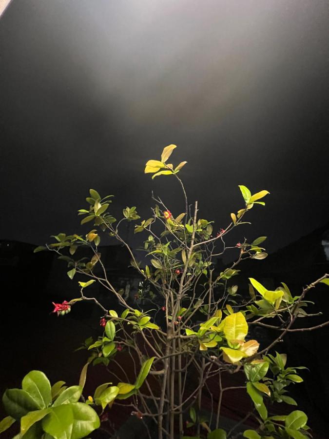 Sunflower Homestay هاي فونج المظهر الخارجي الصورة
